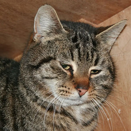 Leistungen - Katze