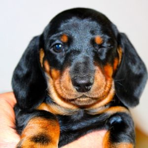 Dackelwelpen G-Wurf 4scaled551